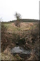 Thornton Wood from the footpath south of Langton