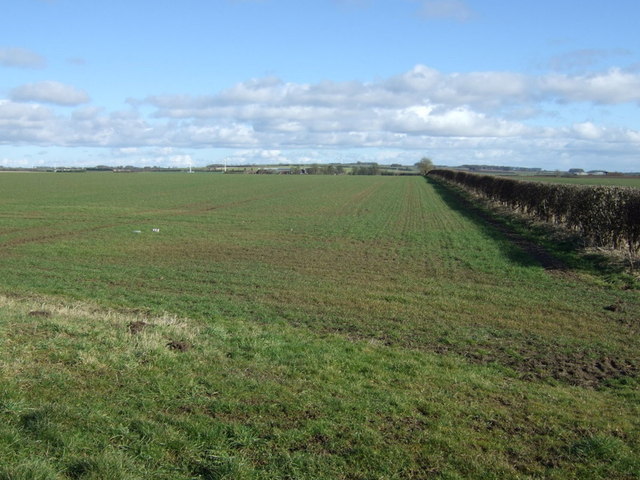 Crop field and hedgerow