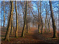 Path in Hermitage Wood