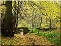 Autumn, Hermitage Wood