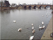 SO8454 : Swans on the Severn by Stephen Craven
