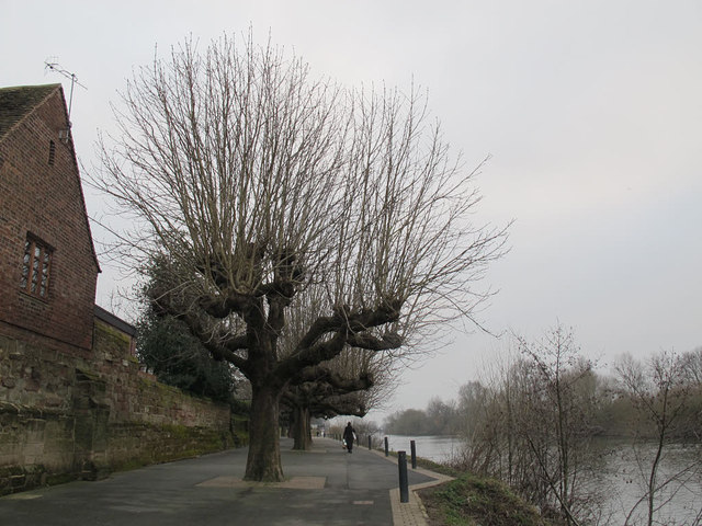 Trees on the bank of the Severn