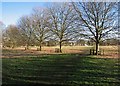 TL4659 : A line of trees on Stourbridge Common by John Sutton