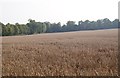 Field bordering Black Wood Forest