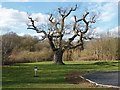 Old oak, Westmorland Park