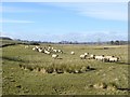 NZ0784 : Sheep near Highlaws by Oliver Dixon