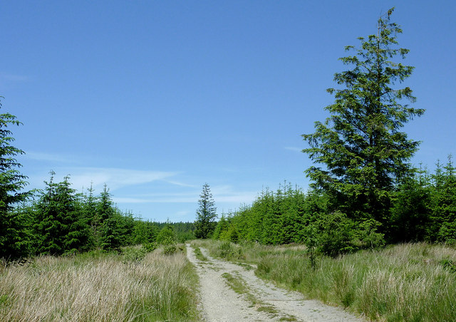 Forestry road on Cefn Coch, Powys
