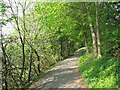 Minor Road near Menstrie