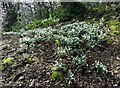 Snowdrops in Whinfell Quarry Gardens