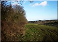 Edge of Liddon Hill Plantation