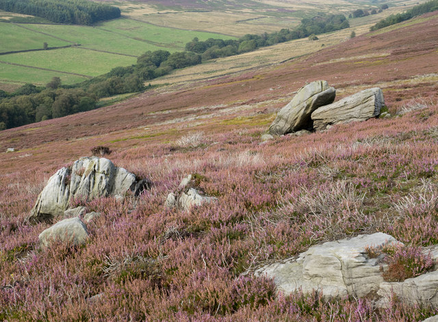 Heather slope with protruding rocks