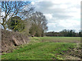 Hedge and field off East Gores Road