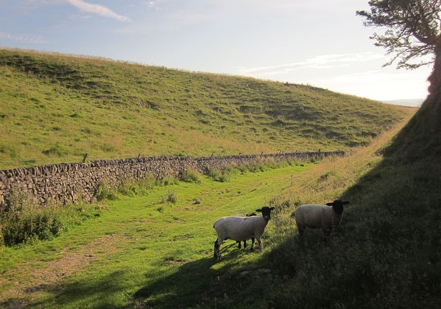 Sheep, Cave Dale