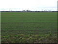 Crop field near Poplar Farm