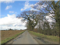 Oaks beside the road at Tannington