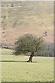 SO1833 : Tree below the Black Mountains by Philip Halling