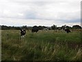 Cattle, Craigend Road