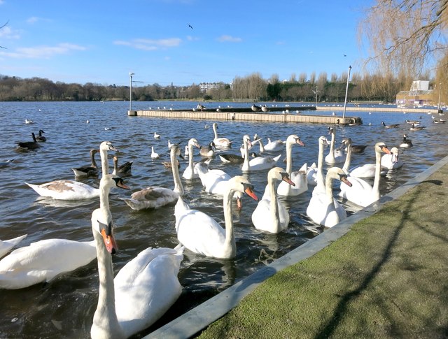 Swan Lake, Wimbledon