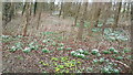 Snowdrops in Mellington Hall grounds