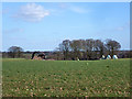 Barn and bales