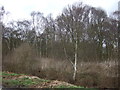 Woodland, Epworth Turbary Nature Reserve