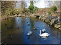 Swans on the Ash