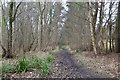 Woodland path following the River Coquet