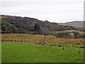 Woodland, Treshnish