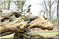 Dead tree, Clandeboye, Bangor (March 2015)