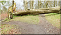 Fallen tree, Clandeboye, Bangor (March 2015)