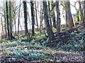 Snowdrops in woodland on the south bank of the River Tyne