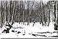 Path in Lendrick Muir woodland