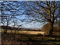 Chiltern escarpment near Christmas Common