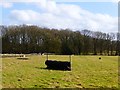 Pasture, Ashford Hill