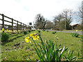 Daffodils beside the road at Grove Farm