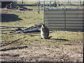 Wallaby with joey at Coolings Green & Pleasant