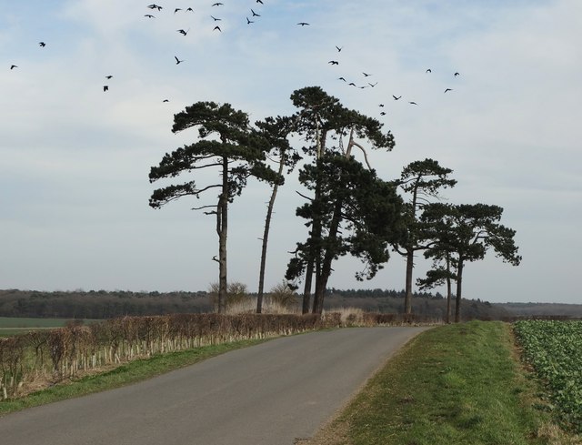 Grange Farm trees and crows