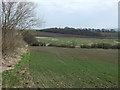 Crop field and hedgerow