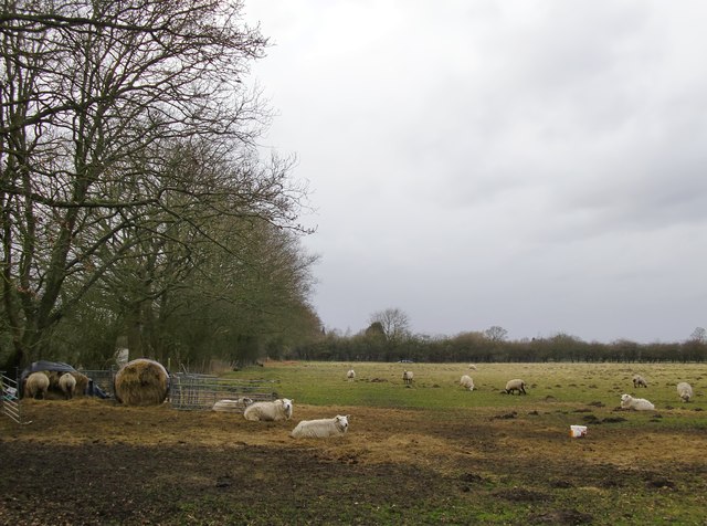 Sheep pasture by Grove Heath Road