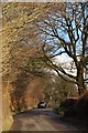 West Somerset : Country Lane