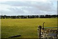 Field, Rhos Farm