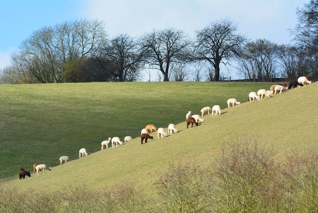 Alpacas on the hillside of Boze Down, Oxfordshire