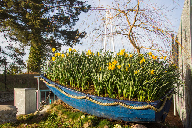 Boatload of daffodils