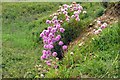 Thrift on the cliff