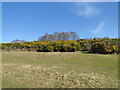 Gorse in bloom at Piper