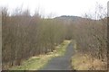 Woodland near Thornyhaw