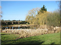 Village pond in Pilson Green