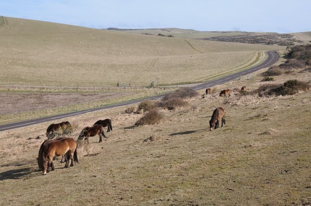 Ponies grazing near Beachy Head