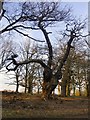 TQ1973 : Old oaks in Barn Wood, Richmond Park by Stefan Czapski