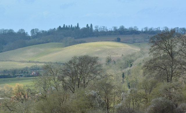 View over the trees of Bottom Wood to Boze Down, Oxfordshire